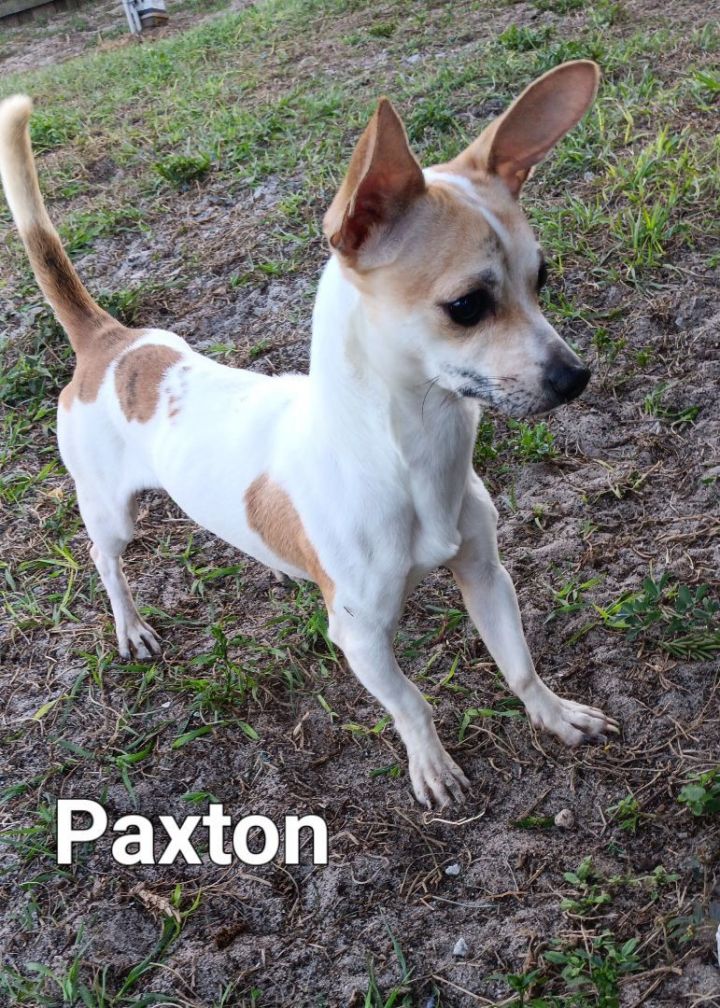 Paxton  2
