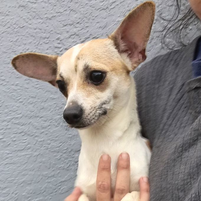 Paxton , an adoptable Chihuahua Mix in Winter haven, FL_image-5