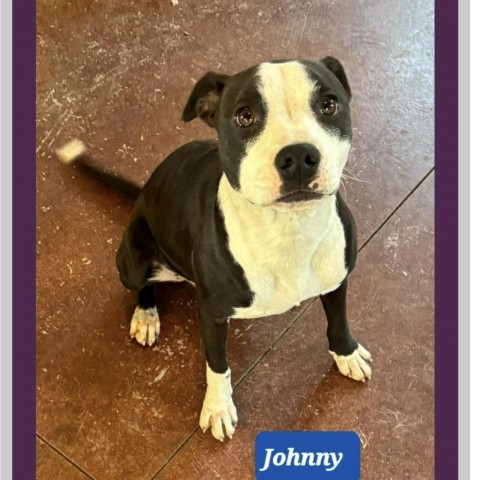 Johnny, an adoptable Boston Terrier & Pit Bull Terrier Mix in South Elgin, IL_image-2
