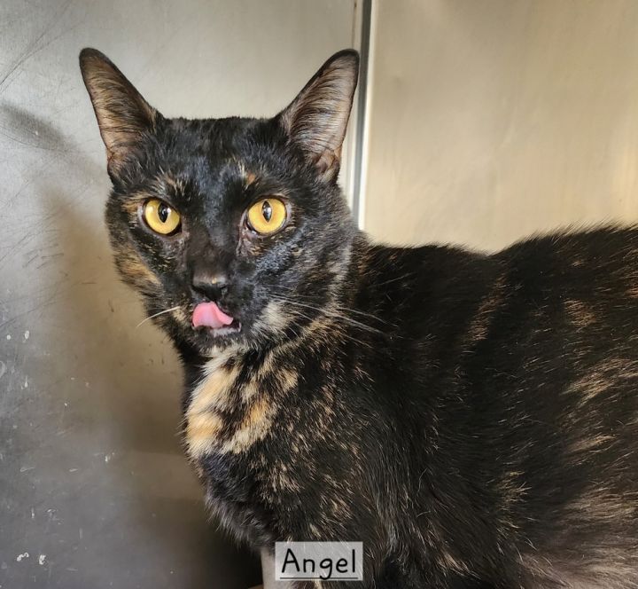 Angel 21C-0283, an adoptable Domestic Short Hair in Corinth, MS_image-1