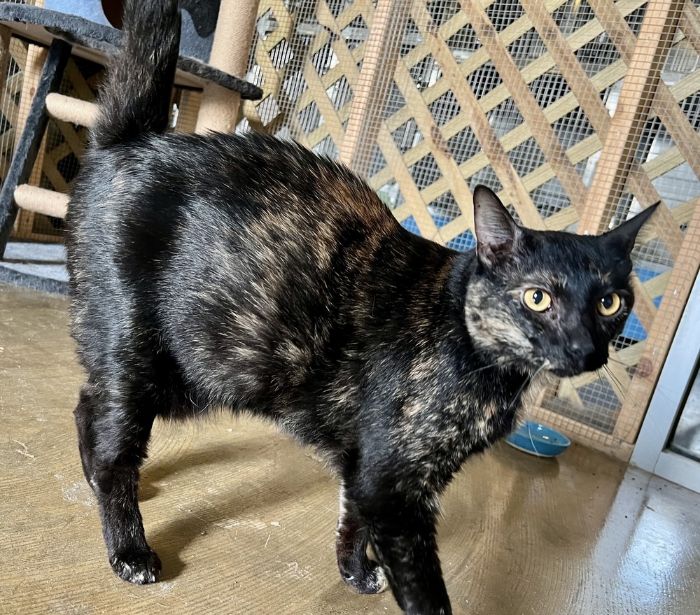 Angel 21C-0283, an adoptable Domestic Short Hair in Corinth, MS, 38834 | Photo Image 1