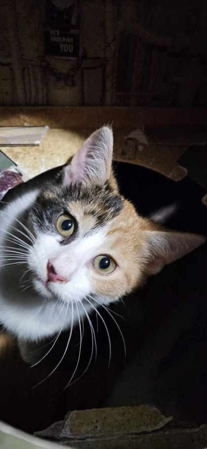 Arcadia, an adoptable Domestic Short Hair Mix in Williamsport, PA_image-1