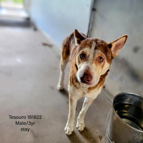 Tesouro, an adoptable Husky in Edinburg, TX_image-1