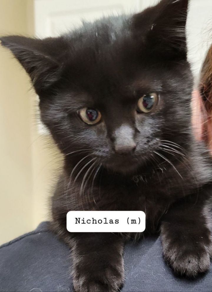 Nicholas, an adoptable Domestic Short Hair Mix in Mazon, IL_image-1