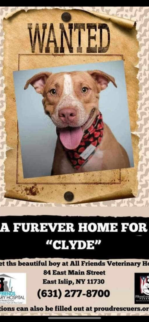 Clyde, an adoptable American Staffordshire Terrier Mix in Boston, MA_image-4