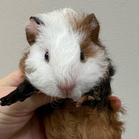 Nibbles the hot sale guinea pig