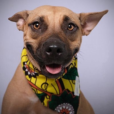 Bonnie, an adoptable Black Mouth Cur Mix in Boston, MA_image-5
