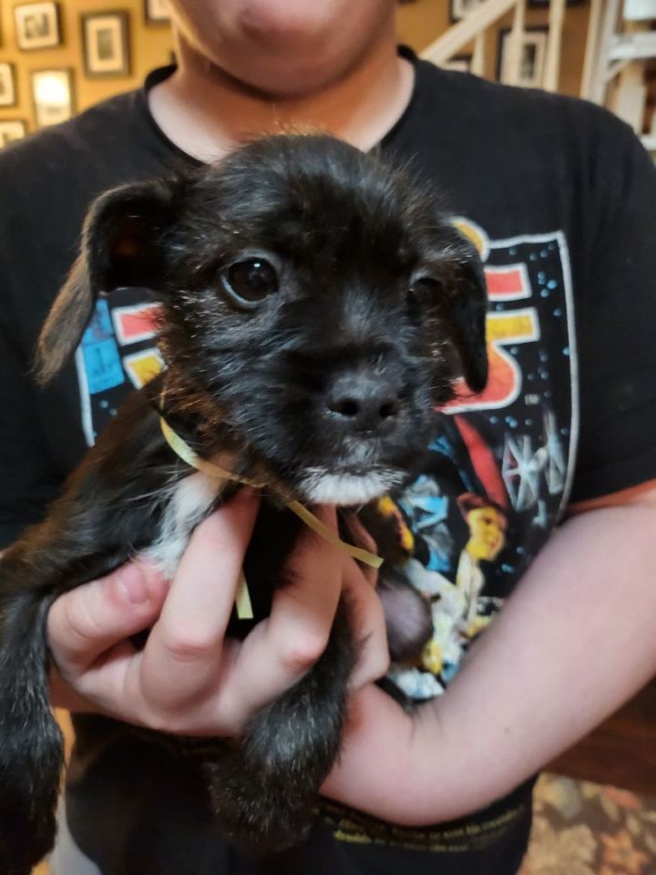 Sweet Baby Guava, an adoptable French Bulldog & Terrier Mix in Redding, CA_image-5