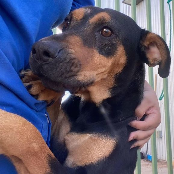 Sahara , an adopted Rottweiler Mix in Hobbs, NM_image-1