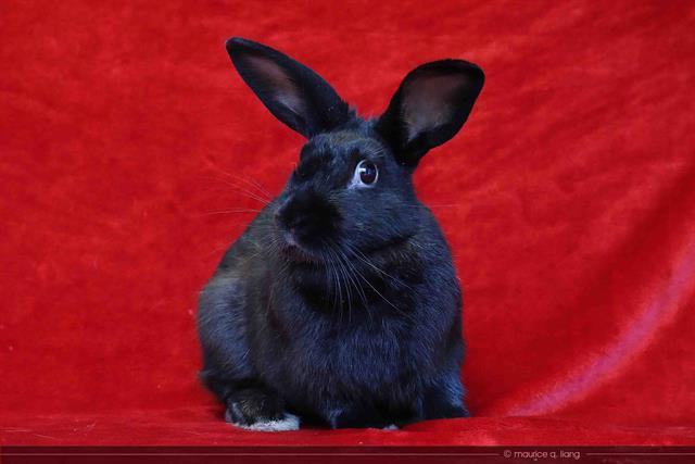CHER, an adoptable Bunny Rabbit in San Jose, CA_image-1