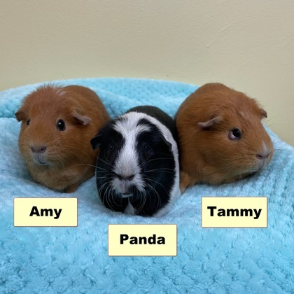 Tammy, an adoptable Guinea Pig in Wheaton, IL_image-1