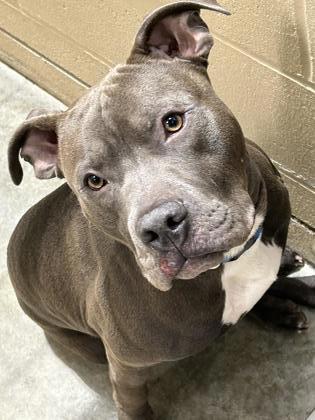 Remington, an adoptable Pit Bull Terrier Mix in Fishers, IN_image-1