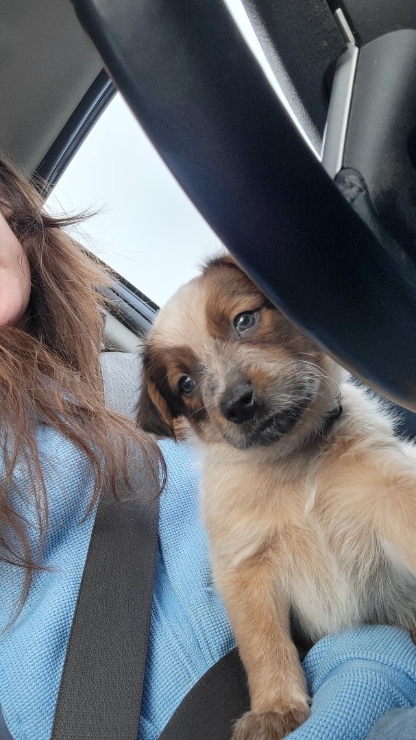 Dog for adoption Clove, an Australian Cattle Dog / Blue Heeler in