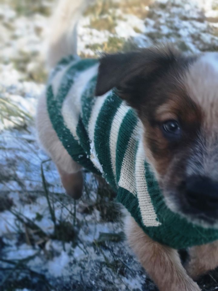 Dog for adoption Clove, an Australian Cattle Dog / Blue Heeler in