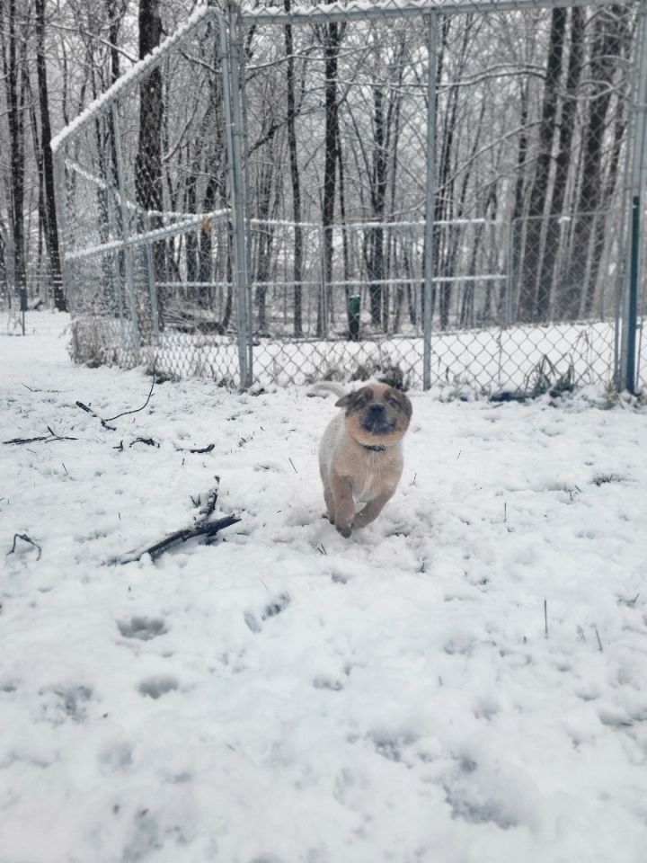 Dog for adoption Clove, an Australian Cattle Dog / Blue Heeler in