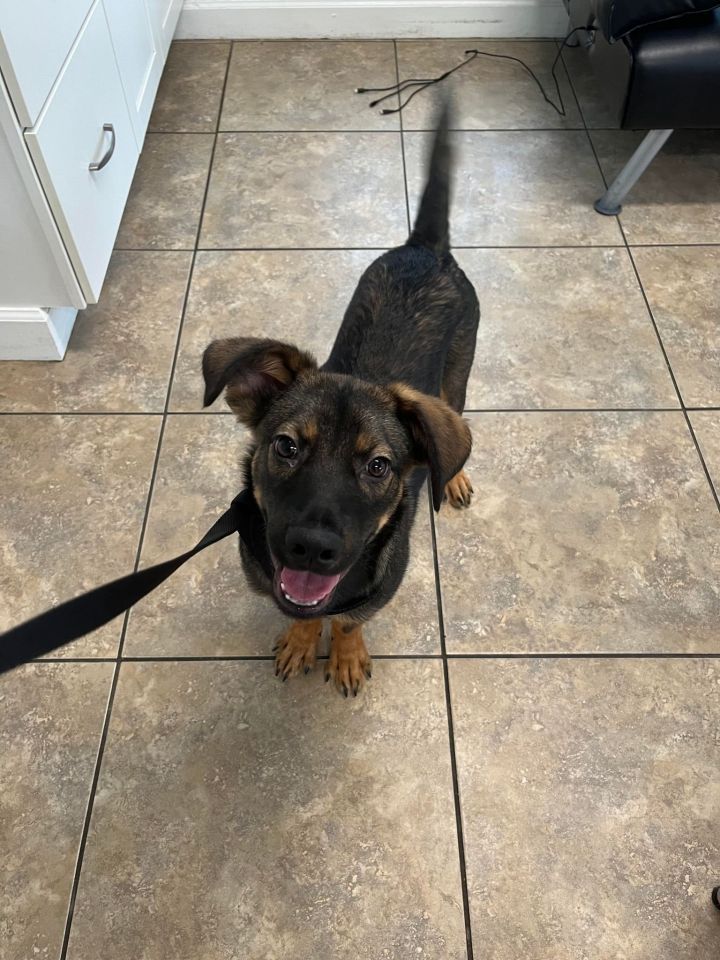 Dog for adoption - Theo, a German Shepherd Dog Mix in Hubert, NC