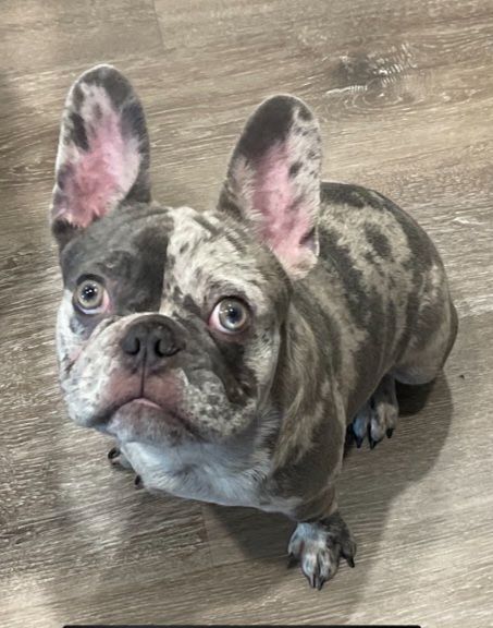 Dog for adoption - Gizmo (Grey Merle Frenchie), a French Bulldog in ...