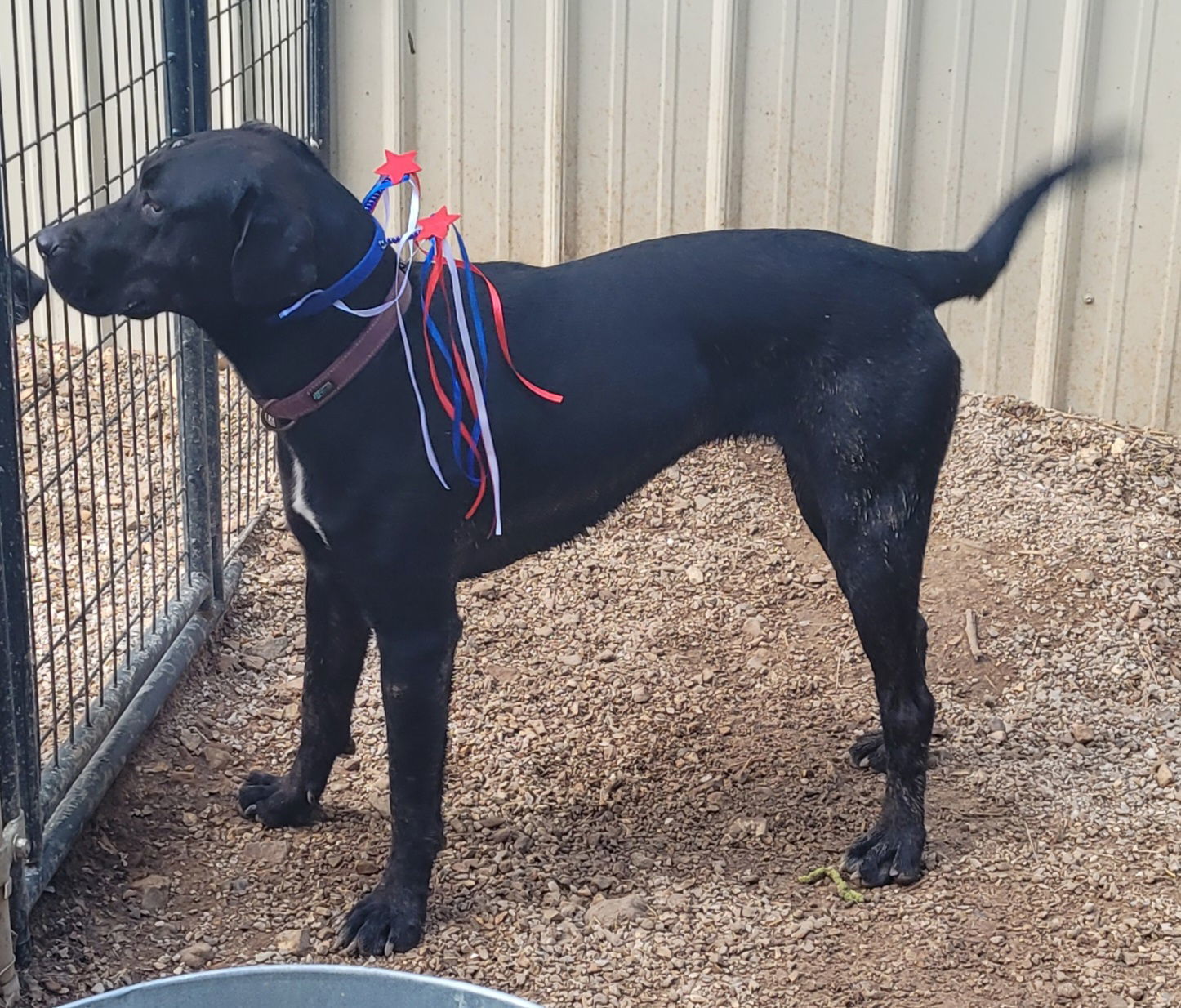 Betty, an adoptable German Shorthaired Pointer, Labrador Retriever in Stover, MO, 65078 | Photo Image 1