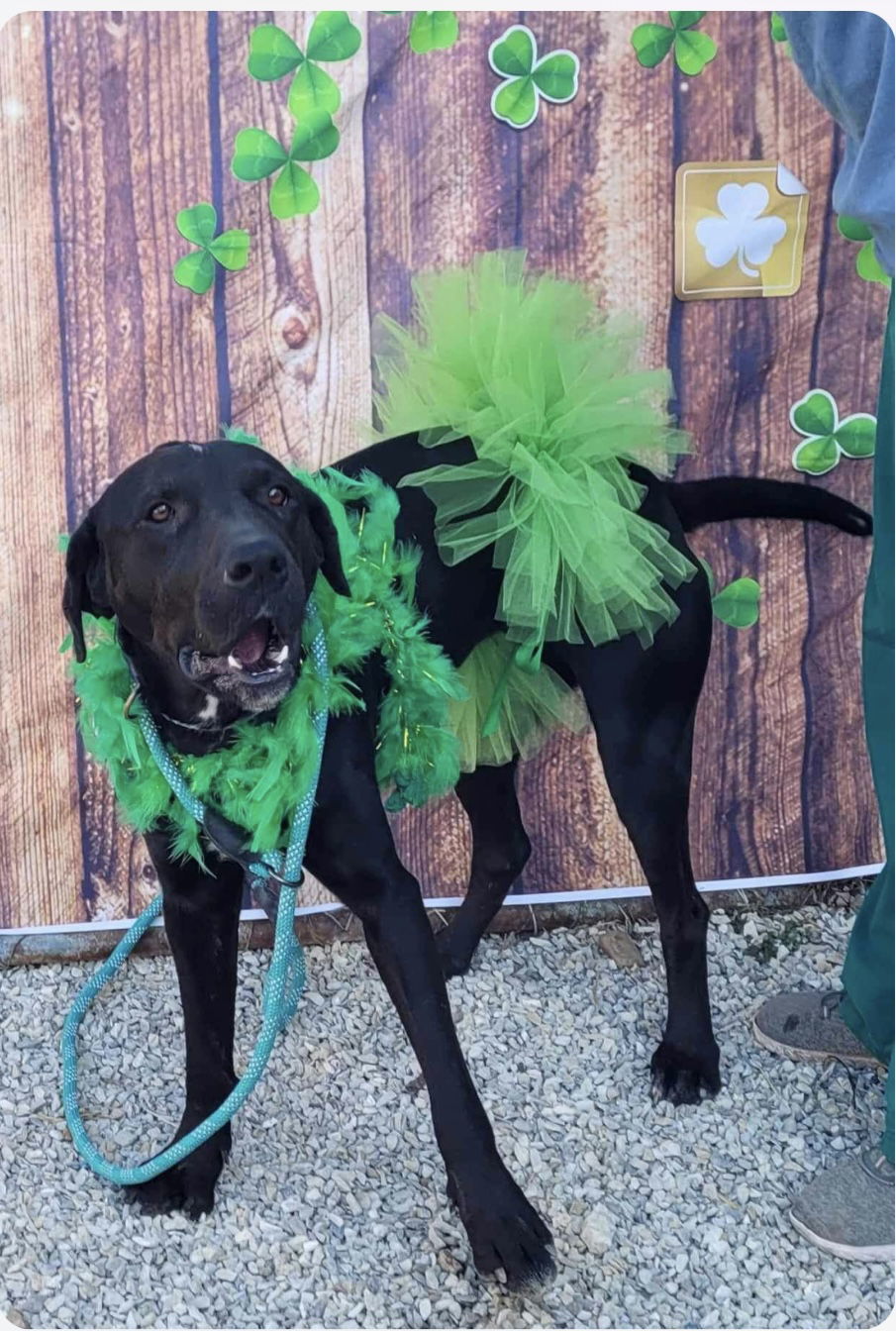 Betty, an adoptable German Shorthaired Pointer, Labrador Retriever in Stover, MO, 65078 | Photo Image 2