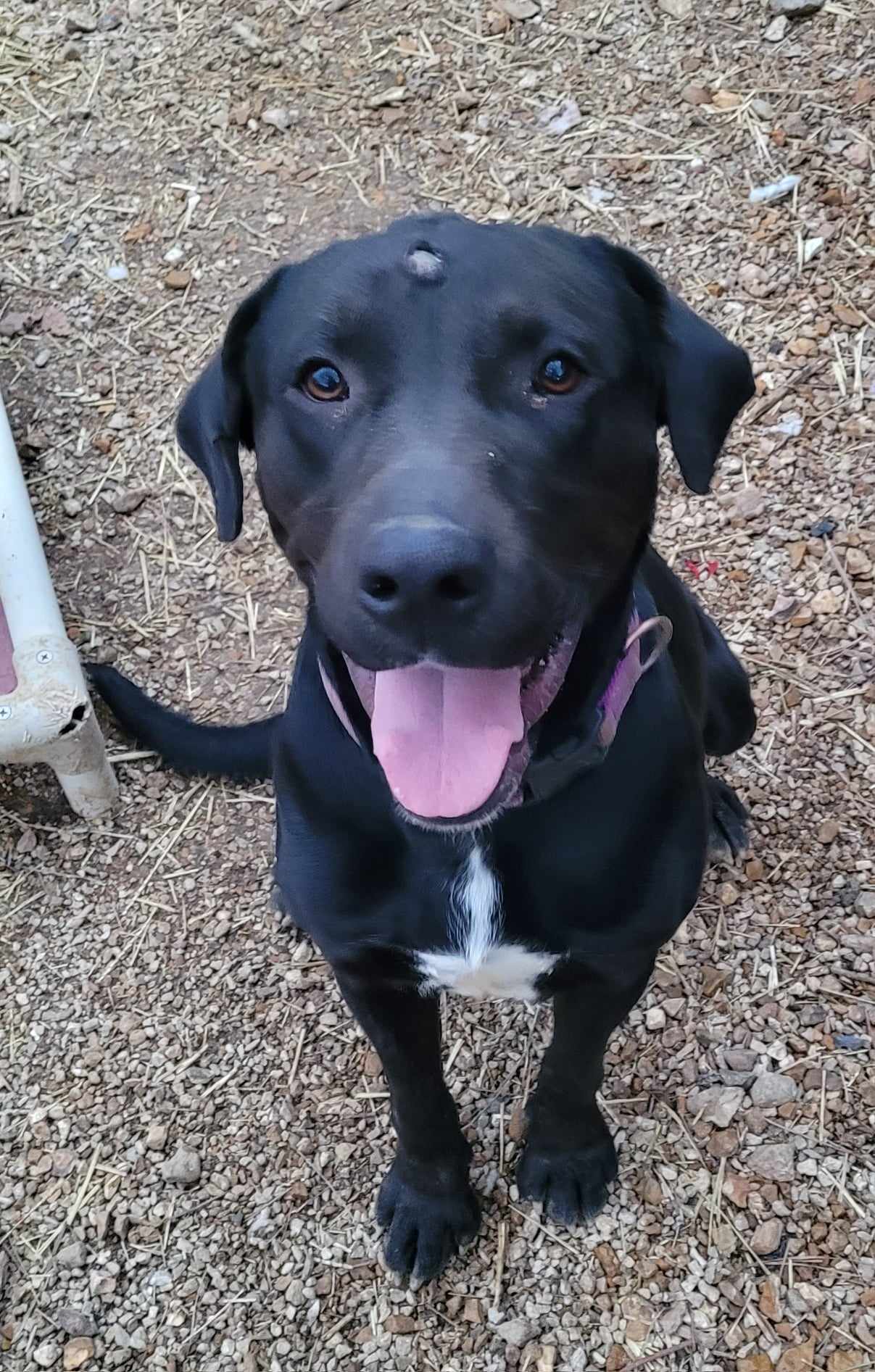 Betty, an adoptable German Shorthaired Pointer, Labrador Retriever in Stover, MO, 65078 | Photo Image 3