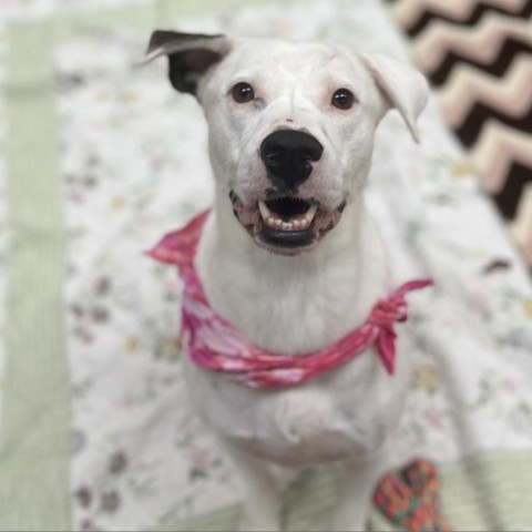 Merlot, an adoptable Terrier in Corpus Christi, TX, 78415 | Photo Image 1