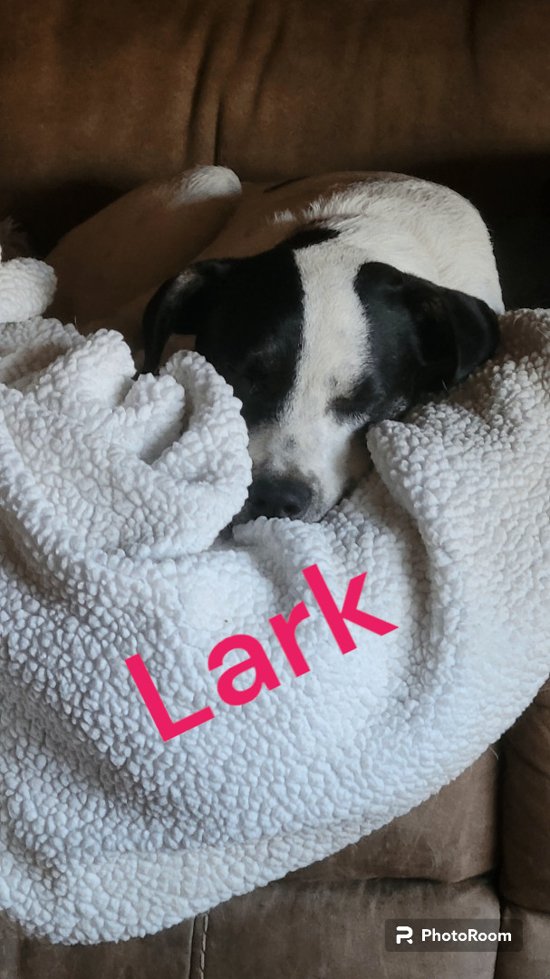 Dog for adoption Lark a Smooth Fox Terrier Mix in Florissant