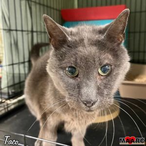 Taco a handsome gray boy Age 15 Years Why Im a 1010 I am a super sweet guy 