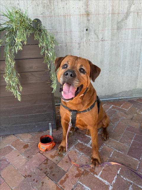 SCOOBY, an adoptable Mixed Breed in Santa Fe, NM, 87507 | Photo Image 1