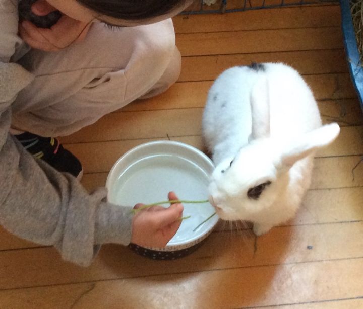 Hattie, an adoptable Hotot & Bunny Rabbit Mix in Edina, MN_image-3
