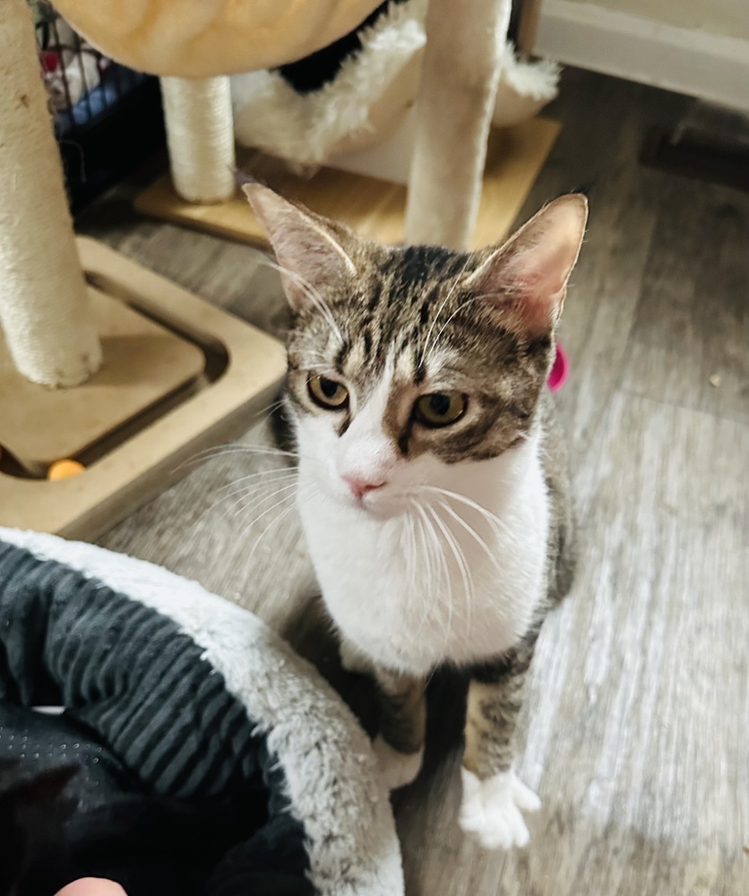 Fritzy 2023, an adoptable Domestic Short Hair in Virginia Beach, VA, 23455 | Photo Image 1