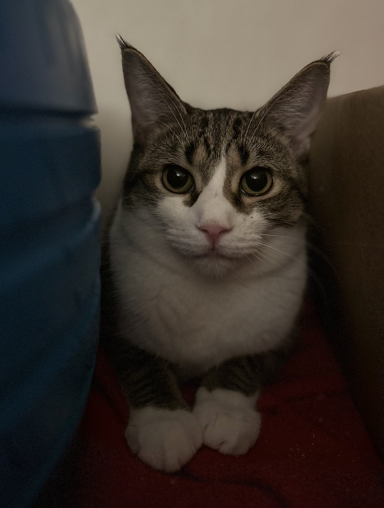 Fritzy 2023, an adoptable Domestic Short Hair in Virginia Beach, VA, 23455 | Photo Image 2