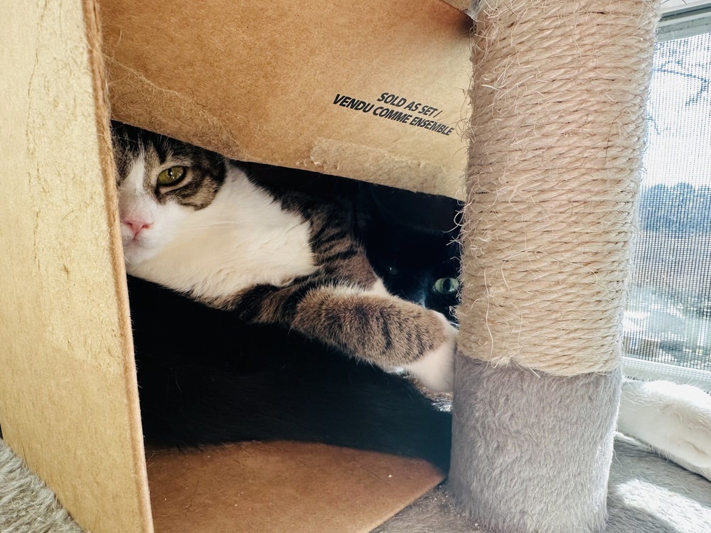 Fritzy 2023, an adoptable Domestic Short Hair in Virginia Beach, VA, 23455 | Photo Image 3