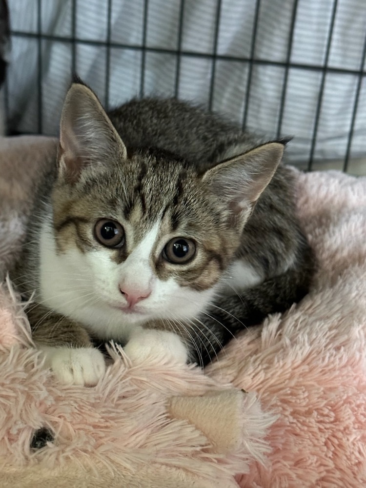 Fritzy 2023, an adoptable Domestic Short Hair in Virginia Beach, VA, 23455 | Photo Image 4