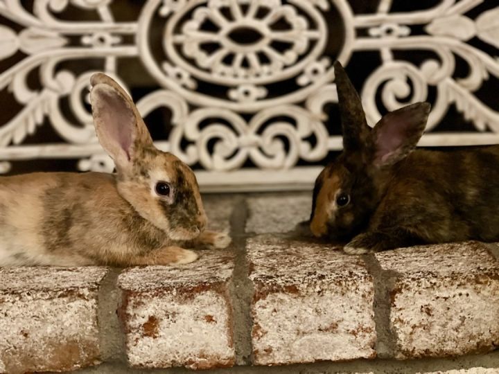 Rabbit for adoption Cucumber & Rhubarb *BONDED PAIR*, a Bunny Rabbit
