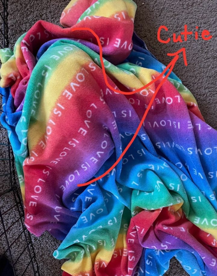 Rabbit for adoption Cucumber & Rhubarb *BONDED PAIR*, a Bunny Rabbit