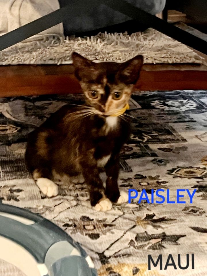 Paisley (Maui), an adoptable Domestic Short Hair in Honolulu, HI_image-1