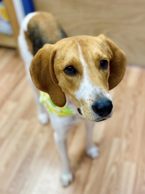 Lucky, an adoptable Foxhound, Hound in Louisa, VA, 23093 | Photo Image 1