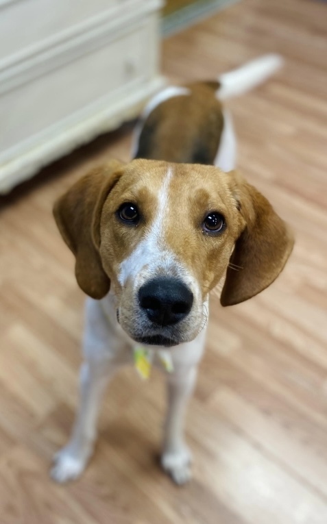 Lucky, an adoptable Foxhound, Hound in Louisa, VA, 23093 | Photo Image 3