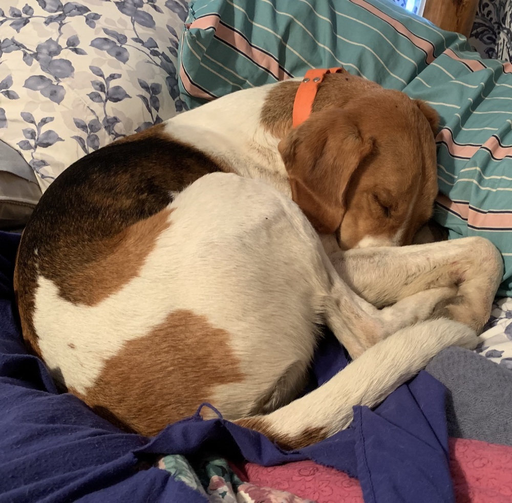 Lucky, an adoptable Foxhound, Hound in Louisa, VA, 23093 | Photo Image 4