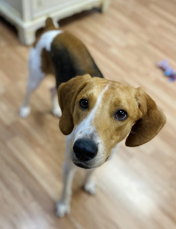 Lucky, an adoptable Foxhound, Hound in Louisa, VA, 23093 | Photo Image 5