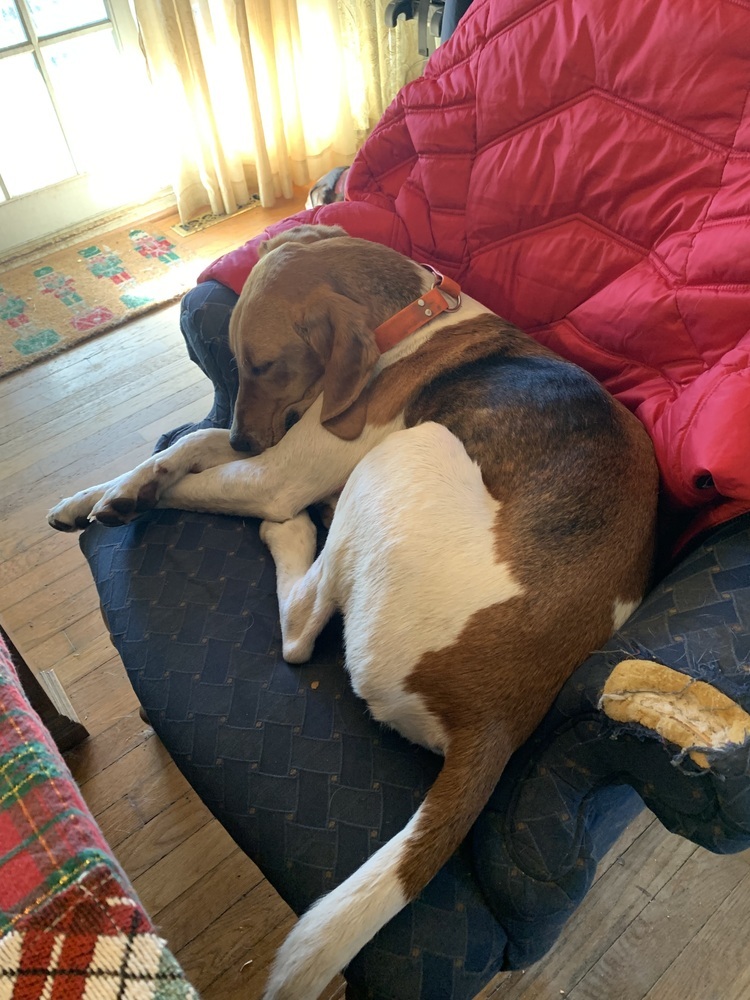 Lucky, an adoptable Foxhound, Hound in Louisa, VA, 23093 | Photo Image 6