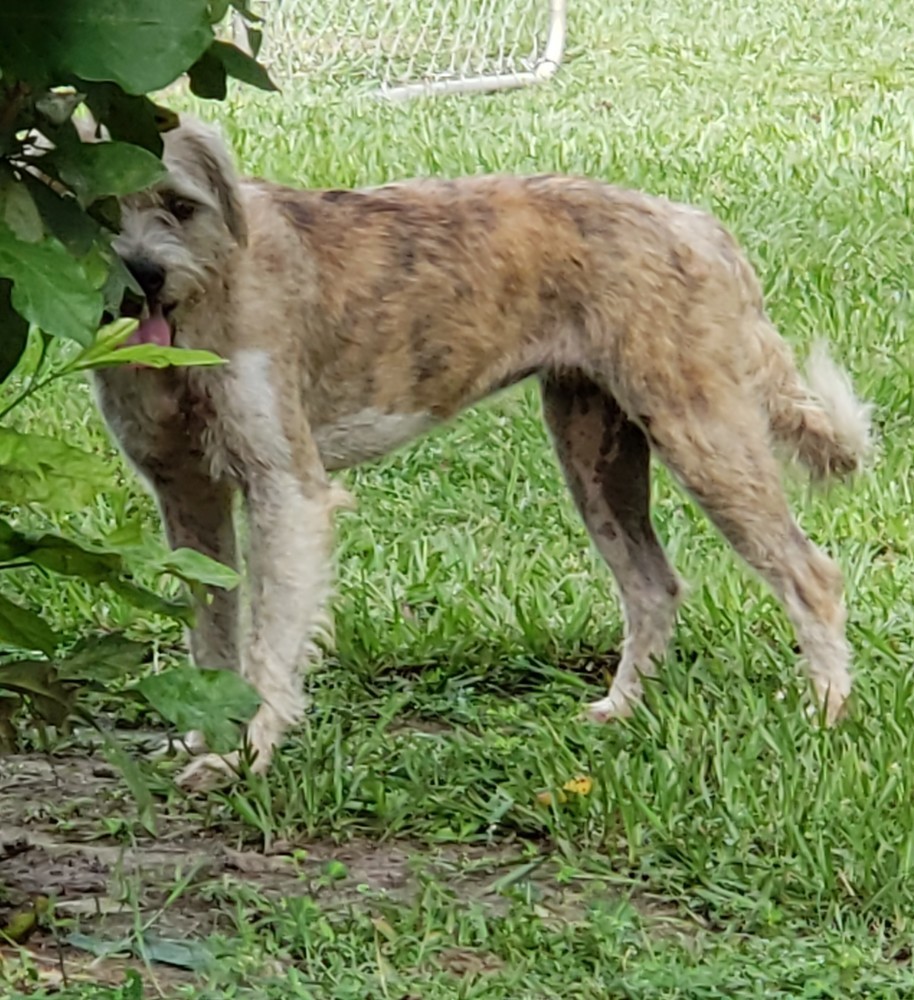 Beca, an adoptable Schnauzer in Gretna, FL, 32352 | Photo Image 1