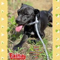 Adoption non-negotiable requirements a fenced-in yard and a home visit Taina came to us from the Is