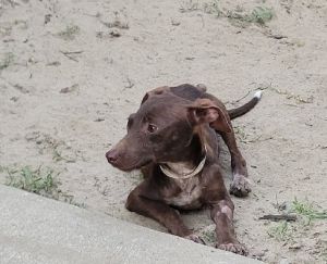 Hershey Chihuahua Dog