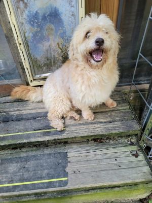 Henry is a 2 years old male Poodle weighing 13 pounds Henry was found as a stray and required si