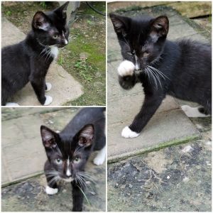 TUXEDO Domestic Short Hair Cat