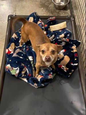 Chalupa is a 1 yo male Chihuahua weighing less than 15 pounds who was found roaming the streets by