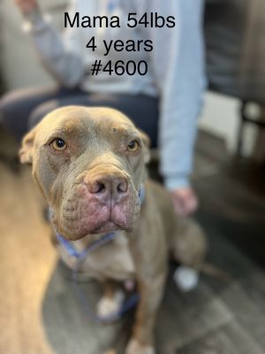 Mama Lexi #4600 Pit Bull Terrier Dog