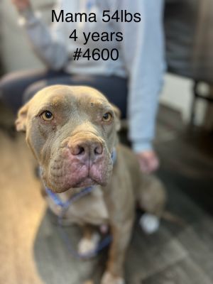 Meet Mama Lexi - 4yr female pitbull mix with a big heart and an equally big personality Lexi is fu