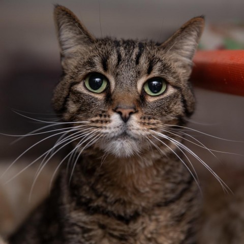 Candy Corn, an adoptable Domestic Short Hair in Salt Lake City, UT, 84106 | Photo Image 1